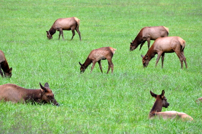 Super young elk still with spots