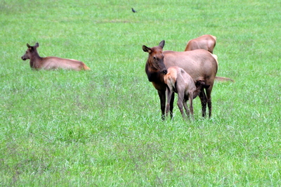 Nursing elk