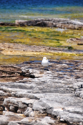 Friendly seagull