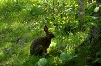 Same visitor munching on the grass near the ladyslippers around our site