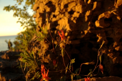 Flowers in the light of the sunset (taken by me)