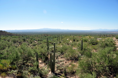 Cactus in Saguaro National Park