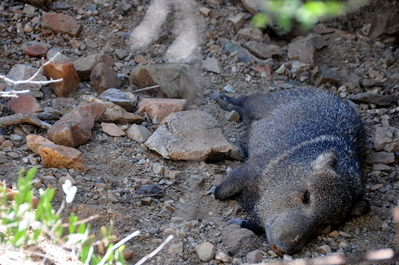 Sleeping Javelina in Saguaro National Park