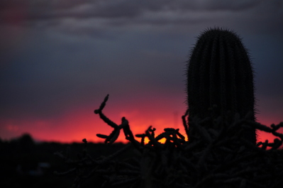 Saguaro National Park