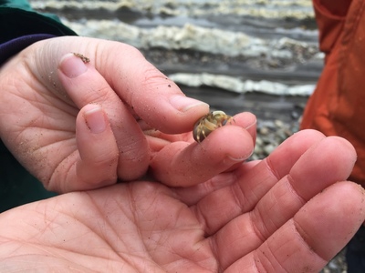 Beach critter