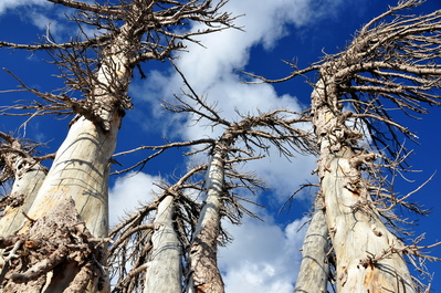 Old windblown trees