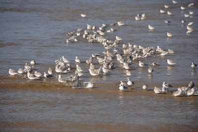 Pismo beach