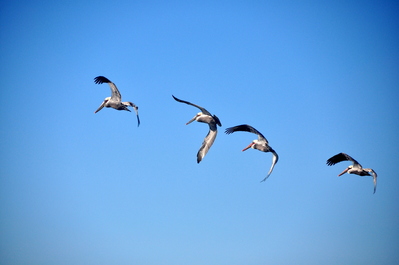 Pelicans at Pismo beach