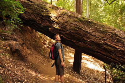 Redwoods across the path