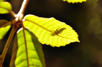 Bug on a leaf