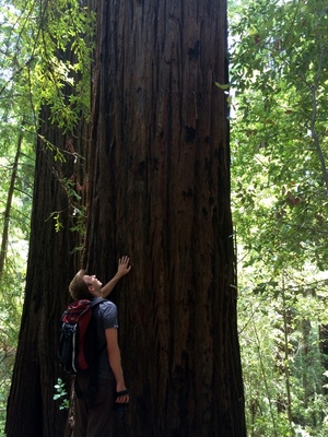 Redwoods