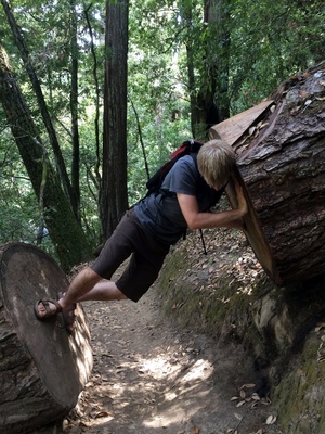 Holding up the tree