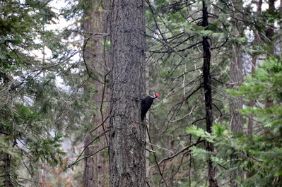 Big woodpecker in our campsite